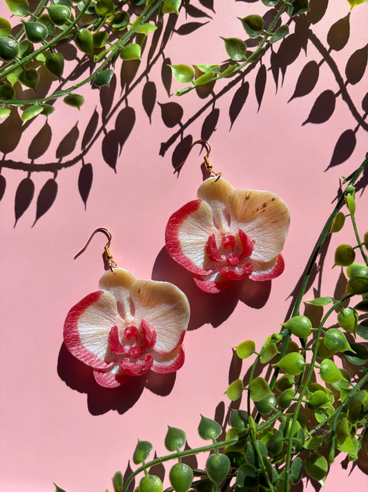 Vita och Rosa Orkidéer